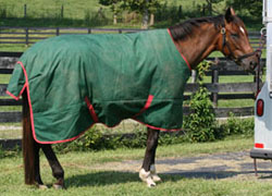 A too large blanket for your horse