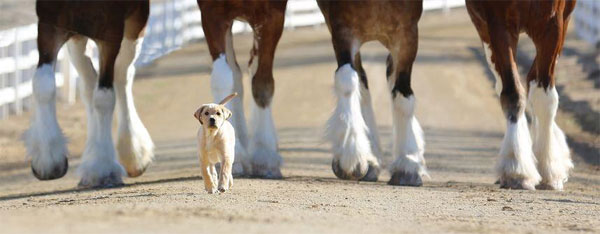 Clydesdales and Puppy