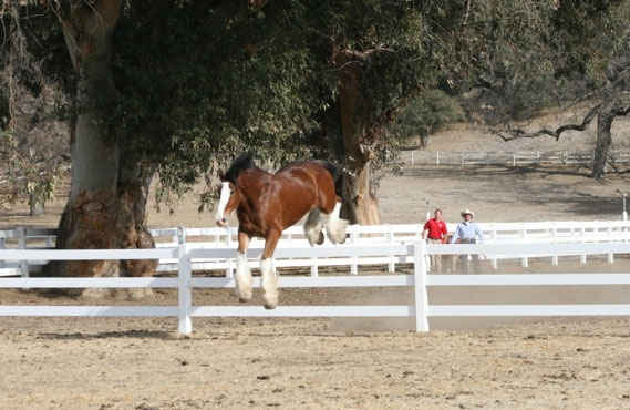 Clydesdale Jump