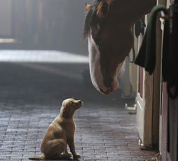 Budweiser Clydesdale commercial clip with puppy