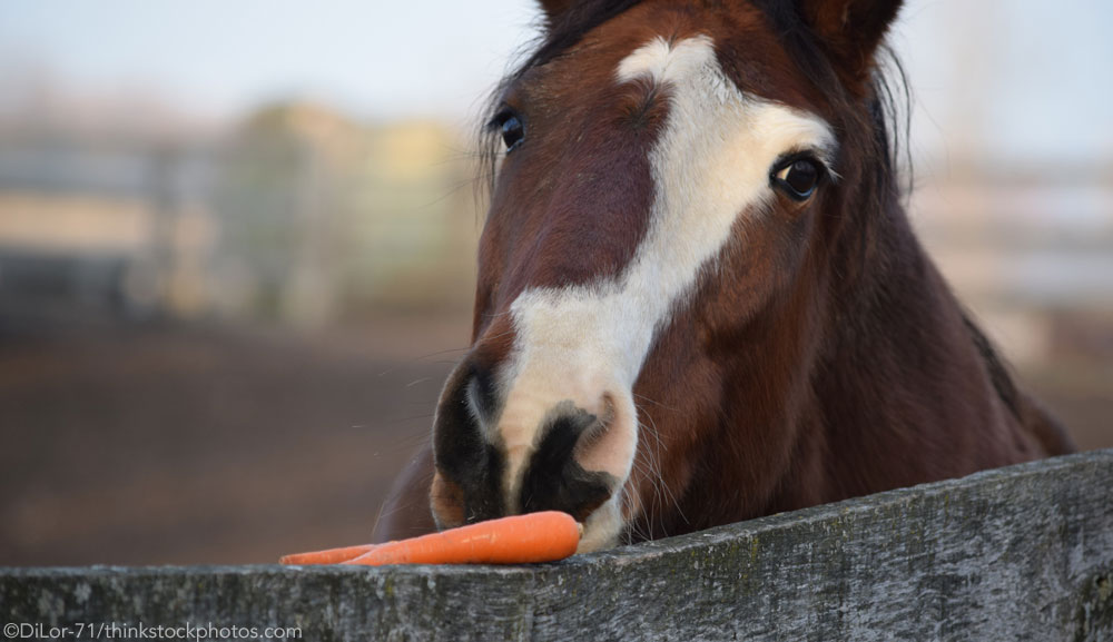 Horse and Carrot