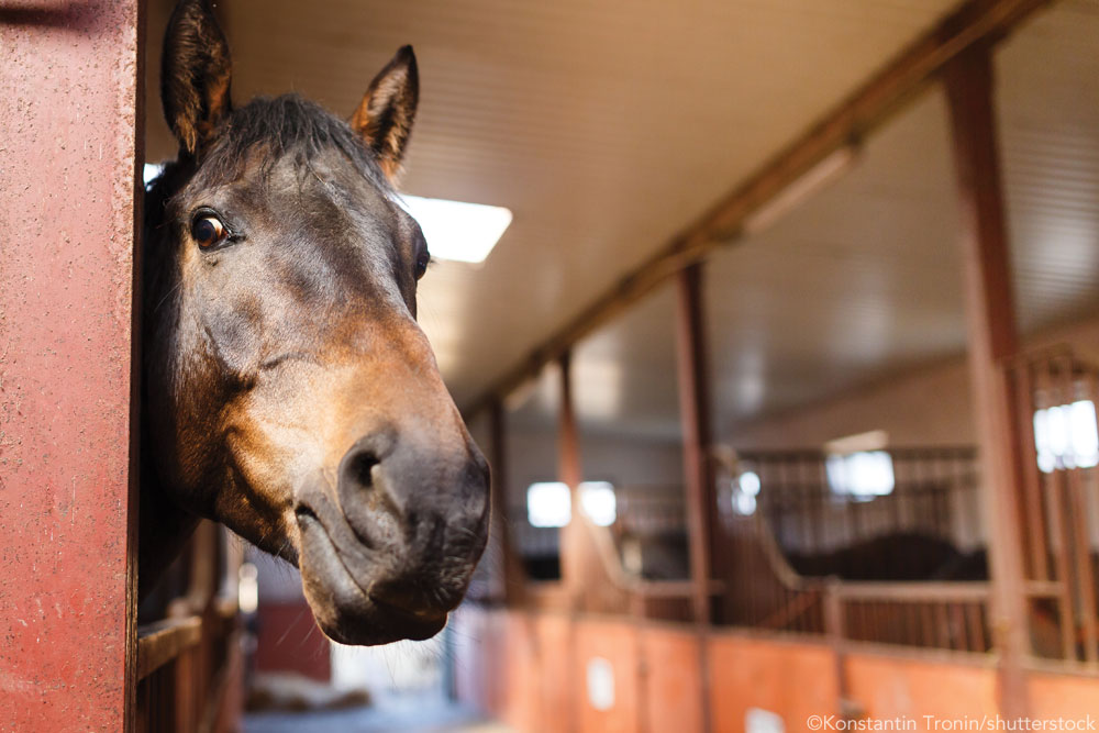 Horse in stall representing appropriate colic aftercare