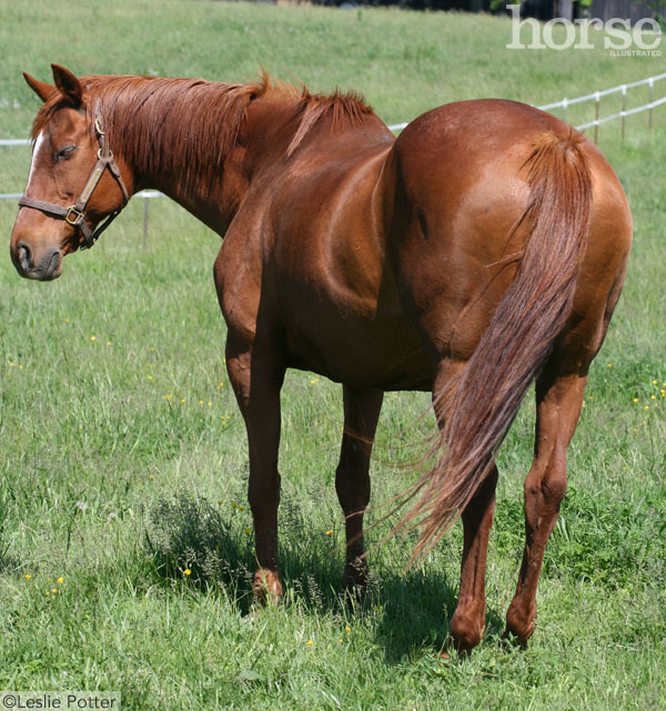 Senior horse that may be susceptible to EOTRH 
