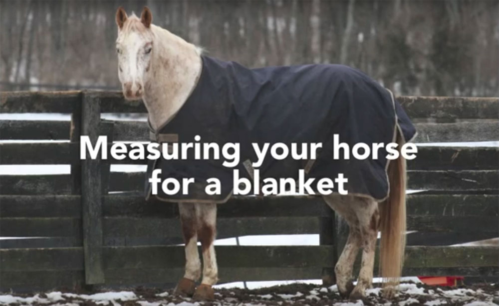 Measure Your Horse for a Blanket