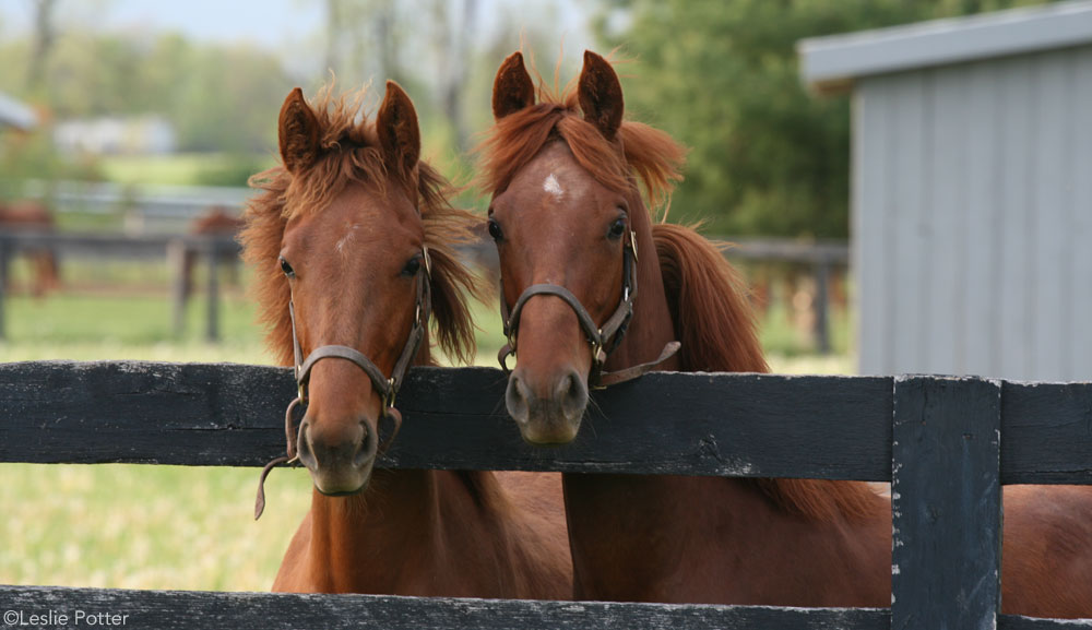 Yearling Horses