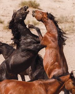 Mustang Fight