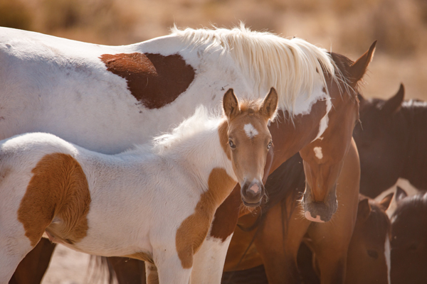 American Mustang Mare and Foal