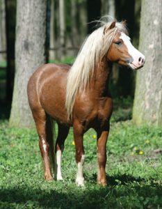 Welsh Pony 