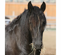 Friesian mare eating hay