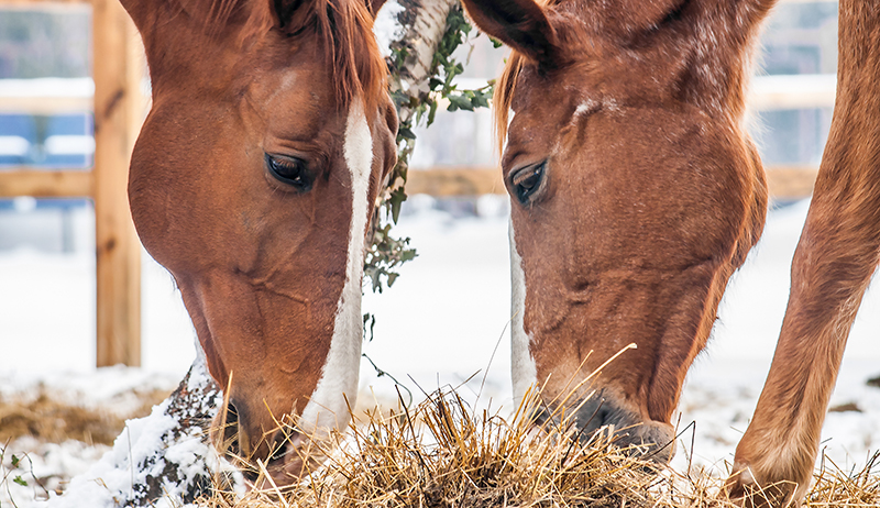 3 Reasons To Adjust Your Horse’s Diet This Winter 