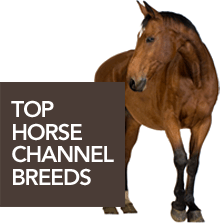 Top Horse Channel Breeds