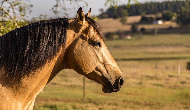 buckskin horse