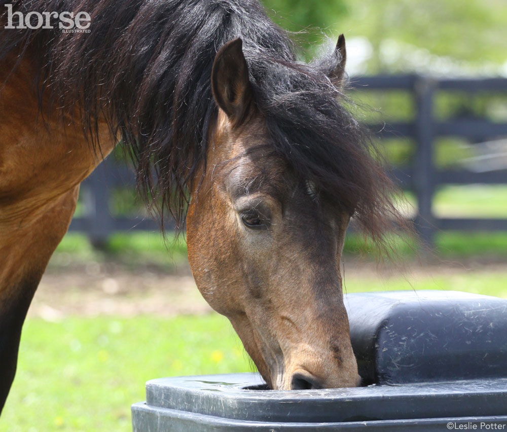 Horse Drinking Water