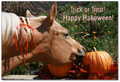 Horse and pumpkins