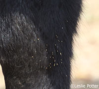 Botfly eggs