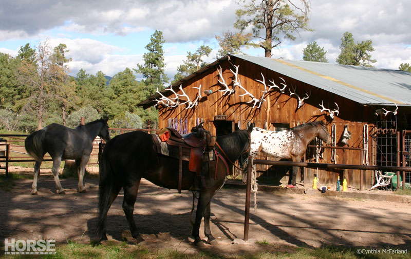 Guest Ranch Horses