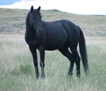 A selective breeding process saved the Spanish Mustang's original traits