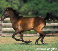 The Florida Cracker horse is listed as critical by the ALBC