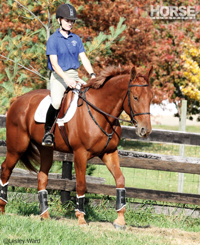 Standardbred