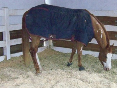 Life with Horses - Are You There Noah? It’s Me, Cindy.