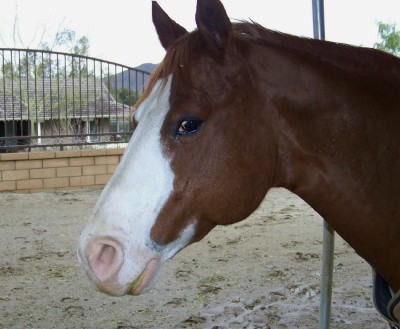 Life with Horses - Who Let the Haikus Out of the Barn?