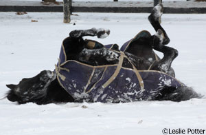 Snoopy rolling in the snow