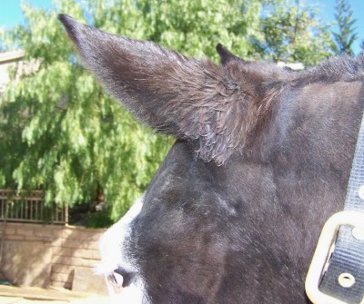 Life with Horses - Hair Hats are So Last Season