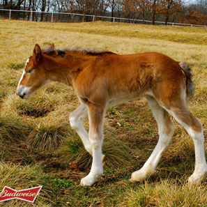 Clydesdale