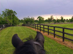 Horse ears