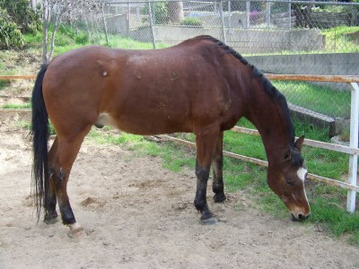 Life with Horses - Ziggy at 26 Life with Horses - Ziggy at 26