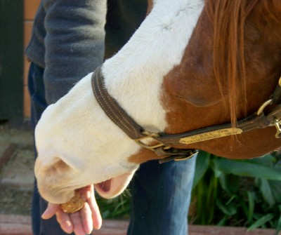 Horse Treats