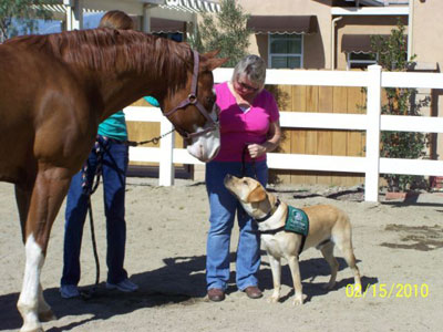 Life with Horses - Wally Does Some Volunteer Work