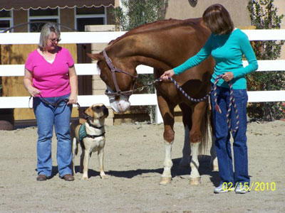 Life with Horses - Wally Does Some Volunteer Work