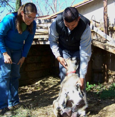 Life with Horses - The Goat Whisperer