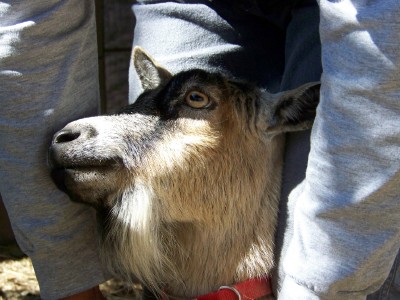 Life with Horses - The Goat Whisperer