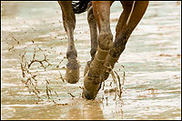 Photographing horse shows in the rain