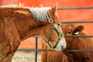 Shamrock is the newest horse