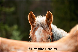 Shamrock is the newest horse