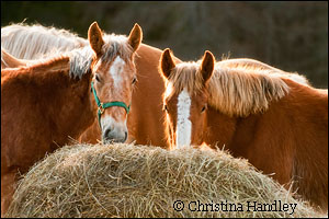 Shamrock is the newest horse