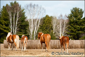 Shamrock is the newest horse