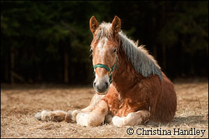 Shamrock is the newest horse