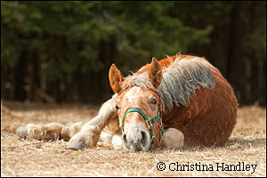 Shamrock is the newest horse