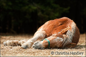 Shamrock is the newest horse