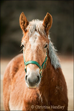 Shamrock is the newest horse