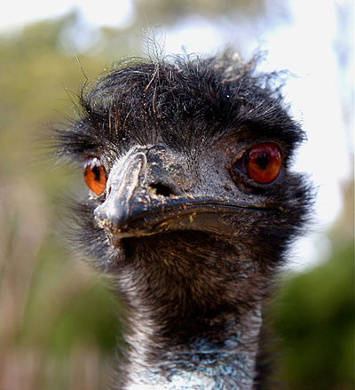 Emu face Emu face