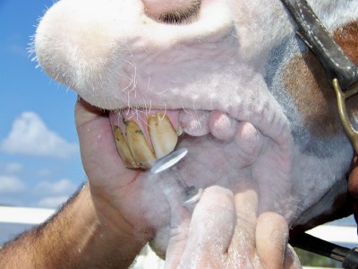 Wally's teeth