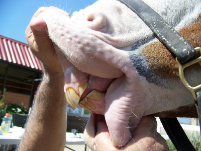 Wally's teeth