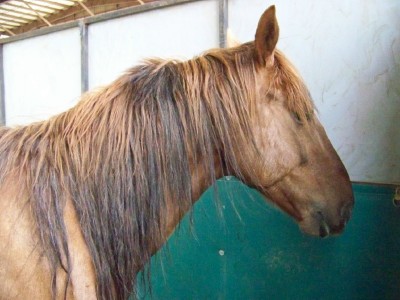 Life with Horses - I Meet the Mustangs