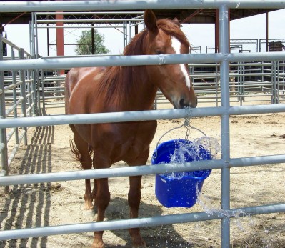 Life with Horses - I Meet the Mustangs