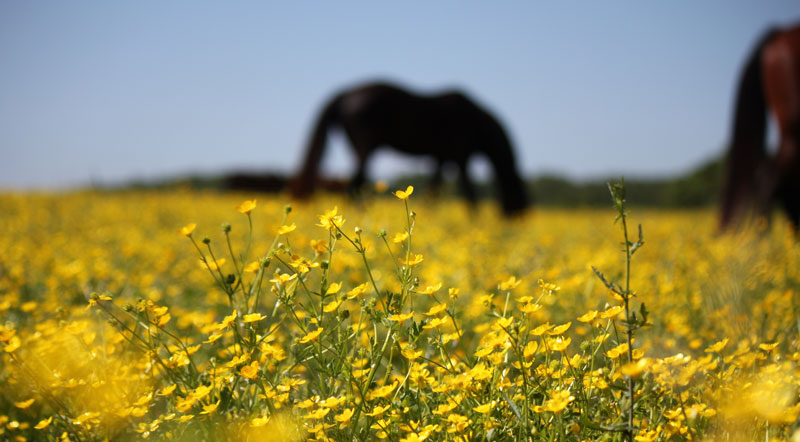 Buttercups